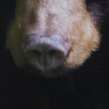 Bear by Chad Mackay a Framed Photo Art Print Matted under Glass by Mercana at Eve Furniture