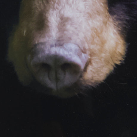 Bear by Chad Mackay a Framed Photo Art Print Matted under Glass by Mercana at Eve Furniture