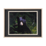 Bear by Chad Mackay a Framed Photo Art Print Matted under Glass by Mercana at Eve Furniture