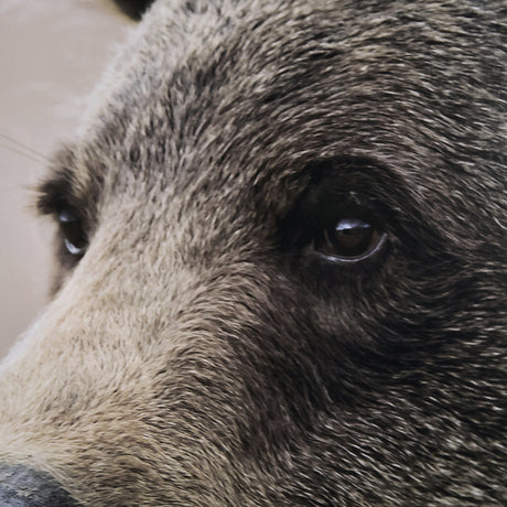 Bear Focus - Hush by Wink Gaines a Hand Embelished Textured Framed Art Photo Matted under Glass by Mercana at Eve Furniture