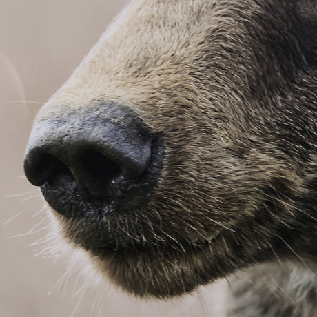 Bear Focus - Hush by Wink Gaines a Hand Embelished Textured Framed Art Photo Matted under Glass by Mercana at Eve Furniture