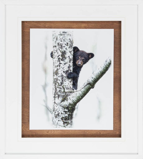 Bears at Play V by PHBurchett a Framed Photo Art Print Matted under Glass by Mercana at Eve Furniture