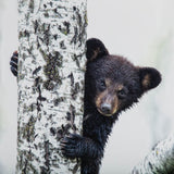 Bears at Play V by PHBurchett a Framed Photo Art Print Matted under Glass by Mercana at Eve Furniture
