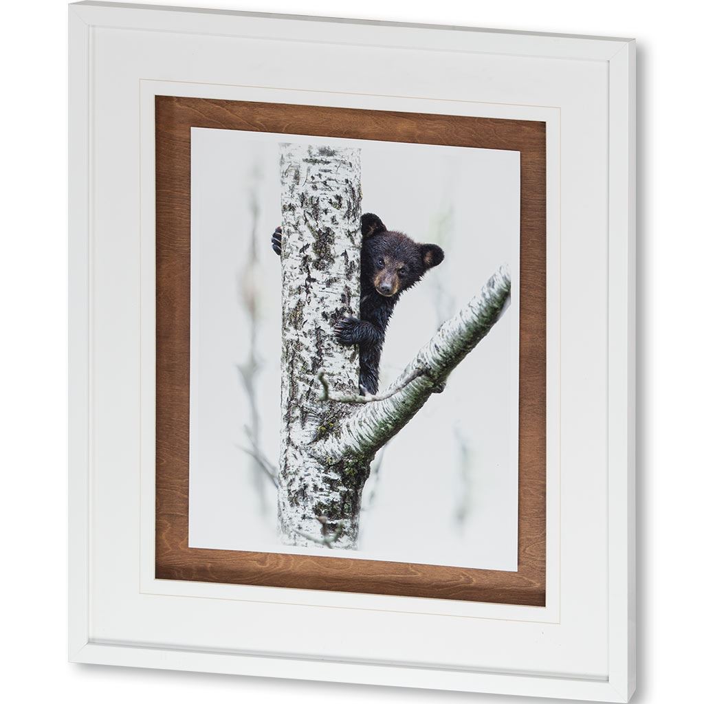 Bears at Play V by PHBurchett a Framed Photo Art Print Matted under Glass by Mercana at Eve Furniture