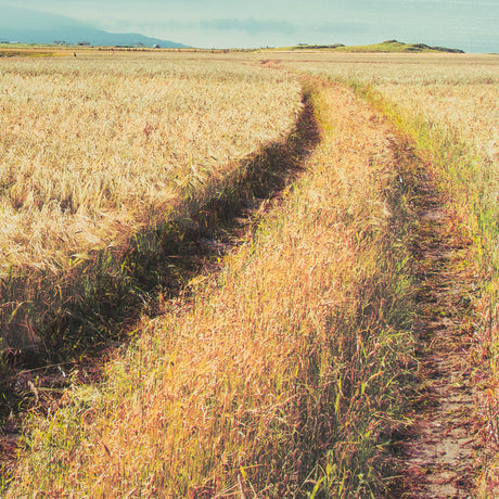 Between The Fields by Matt Roseveare a Hand Embellished Textured Framed Photo Art Print Matted under by Mercana at Eve Furniture