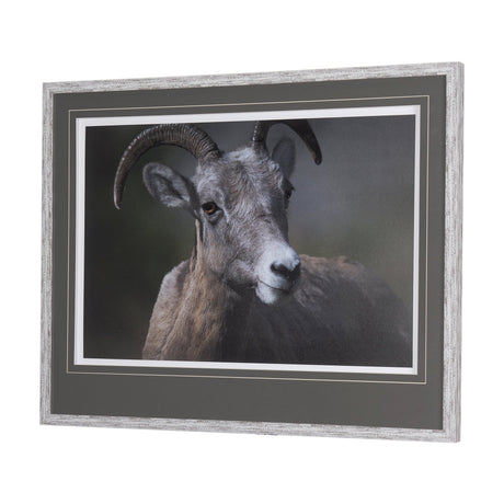 Big Horn Sheep by Chad Mackay a Hand Embellished Textured Framed Photo Art Print Matted under Glass by Mercana at Eve Furniture