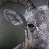 Big Horn Sheep by Chad Mackay a Hand Embellished Textured Framed Photo Art Print Matted under Glass by Mercana at Eve Furniture