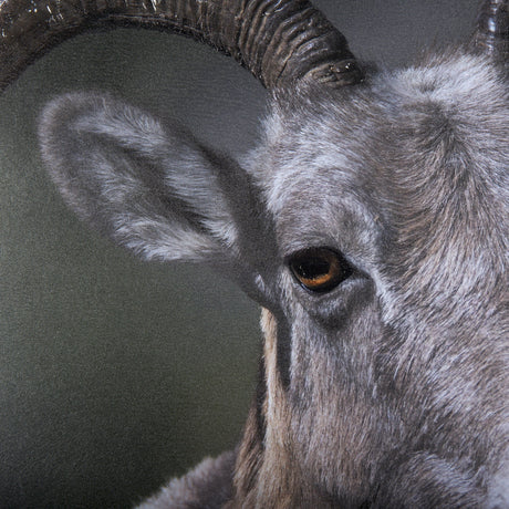 Big Horn Sheep by Chad Mackay a Hand Embellished Textured Framed Photo Art Print Matted under Glass by Mercana at Eve Furniture