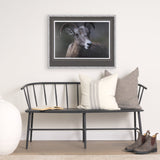 Big Horn Sheep by Chad Mackay a Hand Embellished Textured Framed Photo Art Print Matted under Glass by Mercana at Eve Furniture
