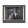 Big Horn Sheep by Chad Mackay a Hand Embellished Textured Framed Photo Art Print Matted under Glass by Mercana at Eve Furniture