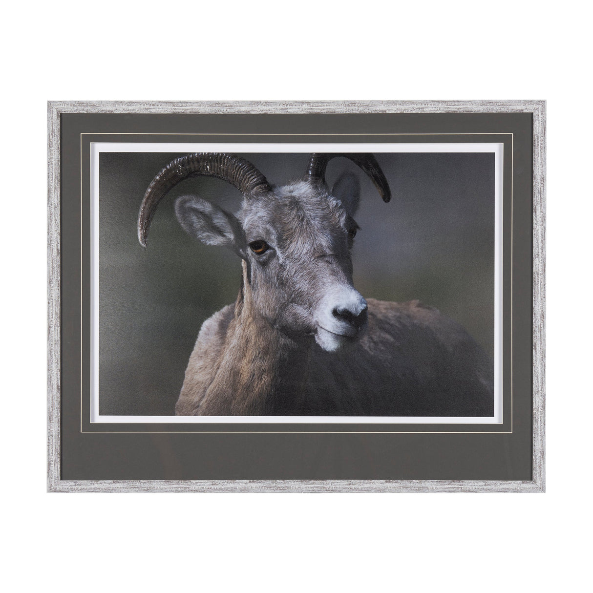 Big Horn Sheep by Chad Mackay a Hand Embellished Textured Framed Photo Art Print Matted under Glass by Mercana at Eve Furniture