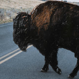 Bison Crossing by Chelsea Victoria a Hand Embelished Textured Framed Photo Art Print Matted under Gl by Mercana at Eve Furniture