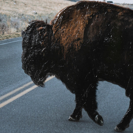 Bison Crossing by Chelsea Victoria a Hand Embelished Textured Framed Photo Art Print Matted under Gl by Mercana at Eve Furniture