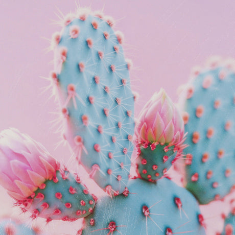 Blush Botanicals - Prickles by Philippe Hugonnard a Hand Embellished Framed Photo Art Print Matted u by Mercana at Eve Furniture