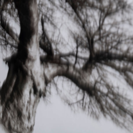 Boabab Tree I by Tiedge a Framed Art Print Matted under Glass by Mercana at Eve Furniture