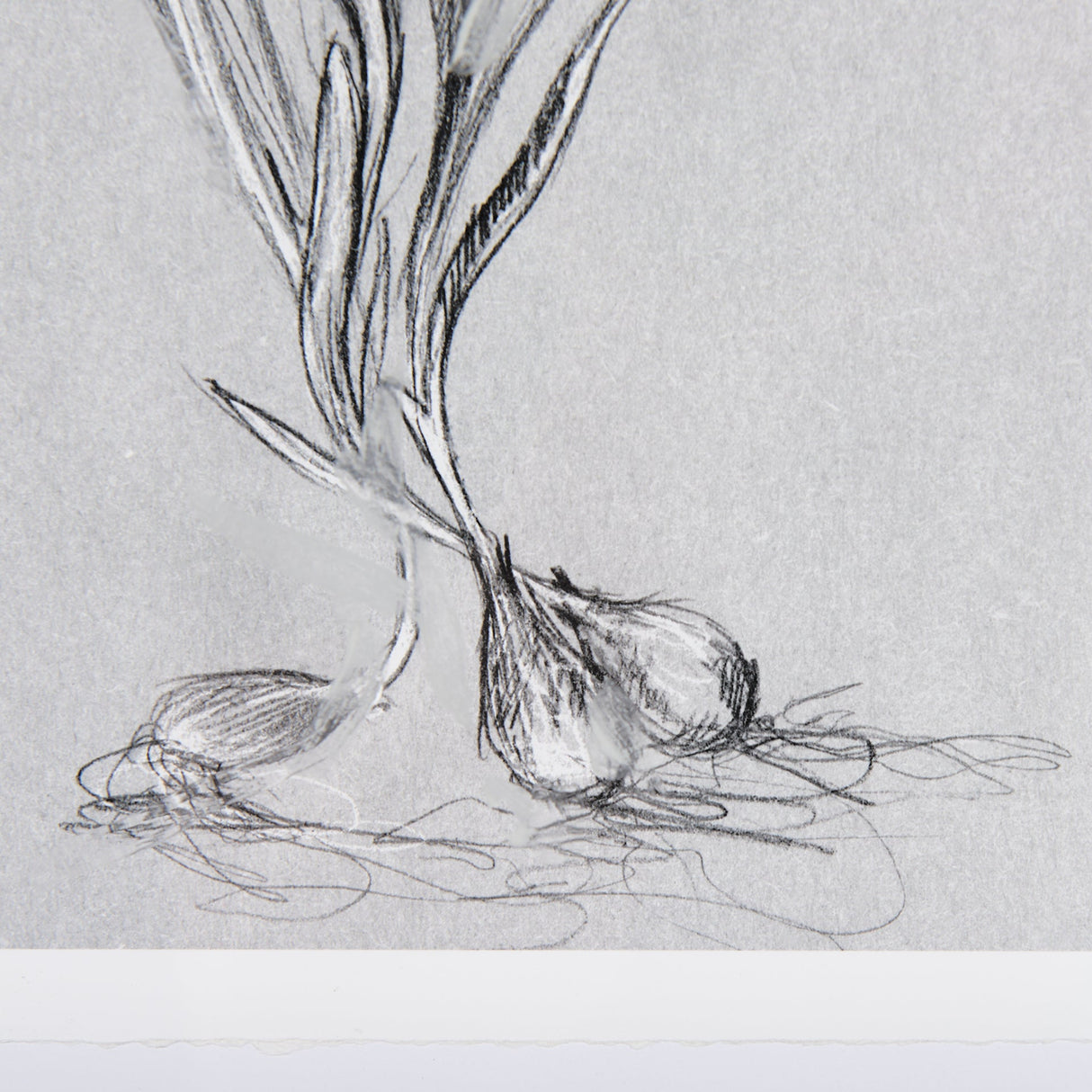 Botanical sketches III (Grey) by Mercana Studio Hand Embellished Framed Art Print Matted under Glass by Mercana at Eve Furniture