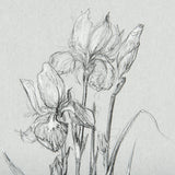 Botanical sketches IV (Grey) by Mercana Studio Hand Embellished Framed Art Print Matted under Glass by Mercana at Eve Furniture