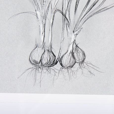 Botanical sketches V (Grey) by Mercana Studio Hand Embellished Framed Art Print Matted under Glass by Mercana at Eve Furniture