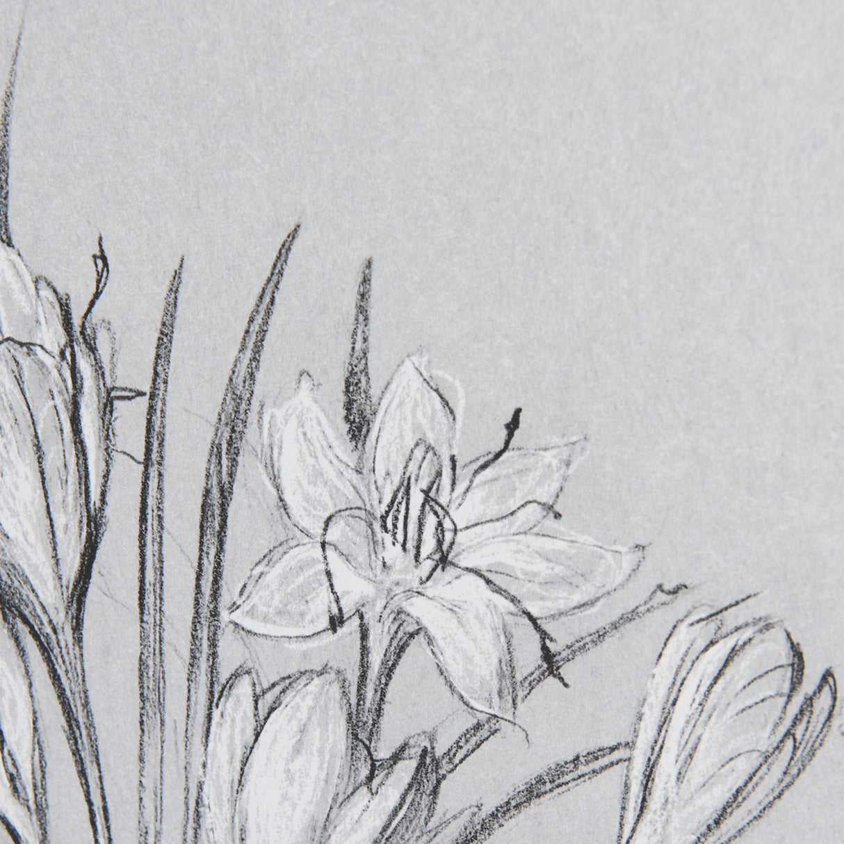 Botanical sketches V (Grey) by Mercana Studio Hand Embellished Framed Art Print Matted under Glass by Mercana at Eve Furniture