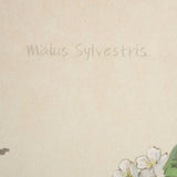 Botanical Study-Malus Sylvestris by Mercana Studio a Hand Embelished Textured Framed Art Print by Mercana at Eve Furniture