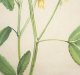 Botanical Study-Melilotus Officinalis by Mercana Studio a Hand Embelished Textured Framed Art Print by Mercana at Eve Furniture