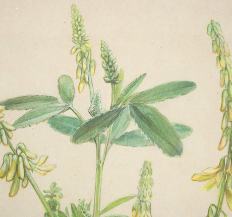 Botanical Study-Melilotus Officinalis by Mercana Studio a Hand Embelished Textured Framed Art Print by Mercana at Eve Furniture