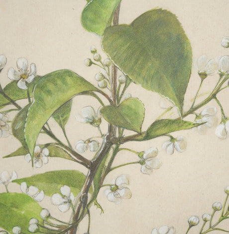 Botanical Study-Prunus Padus by Mercana Studio a Hand Embelished Textured Framed Art Print by Mercana at Eve Furniture