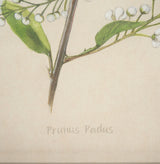 Botanical Study-Prunus Padus by Mercana Studio a Hand Embelished Textured Framed Art Print by Mercana at Eve Furniture