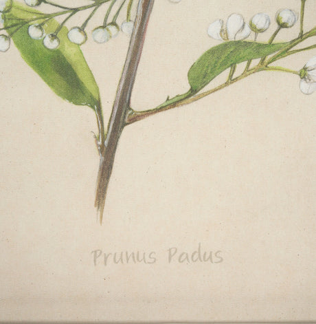 Botanical Study-Prunus Padus by Mercana Studio a Hand Embelished Textured Framed Art Print by Mercana at Eve Furniture