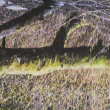 Branchscape Moss - Reflect by Mikael Svensson a Framed Photo Art Print Matted under Glass by Mercana at Eve Furniture