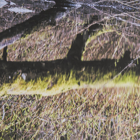 Branchscape Moss - Reflect by Mikael Svensson a Framed Photo Art Print Matted under Glass by Mercana at Eve Furniture