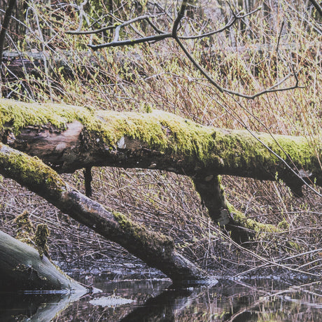 Branchscape Moss - Reflect by Mikael Svensson a Framed Photo Art Print Matted under Glass by Mercana at Eve Furniture