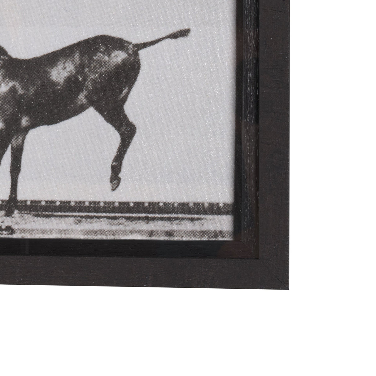 Bucking and Kicking by Eadweard Muybridge Hand Embellished Framed Art Print Matted under Glass by Mercana at Eve Furniture