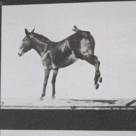 Bucking and Kicking by Eadweard Muybridge Hand Embellished Framed Art Print Matted under Glass by Mercana at Eve Furniture