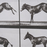 Bucking and Kicking by Eadweard Muybridge Hand Embellished Framed Art Print Matted under Glass by Mercana at Eve Furniture