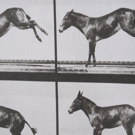 Bucking and Kicking by Eadweard Muybridge Hand Embellished Framed Art Print Matted under Glass by Mercana at Eve Furniture
