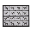 Bucking and Kicking by Eadweard Muybridge Hand Embellished Framed Art Print Matted under Glass by Mercana at Eve Furniture