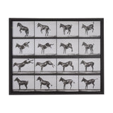 Bucking and Kicking by Eadweard Muybridge Hand Embellished Framed Art Print Matted under Glass by Mercana at Eve Furniture