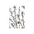 Budding Blossom by Frank Assaf a Hand Embellished Textured Canvas by Mercana at Eve Furniture