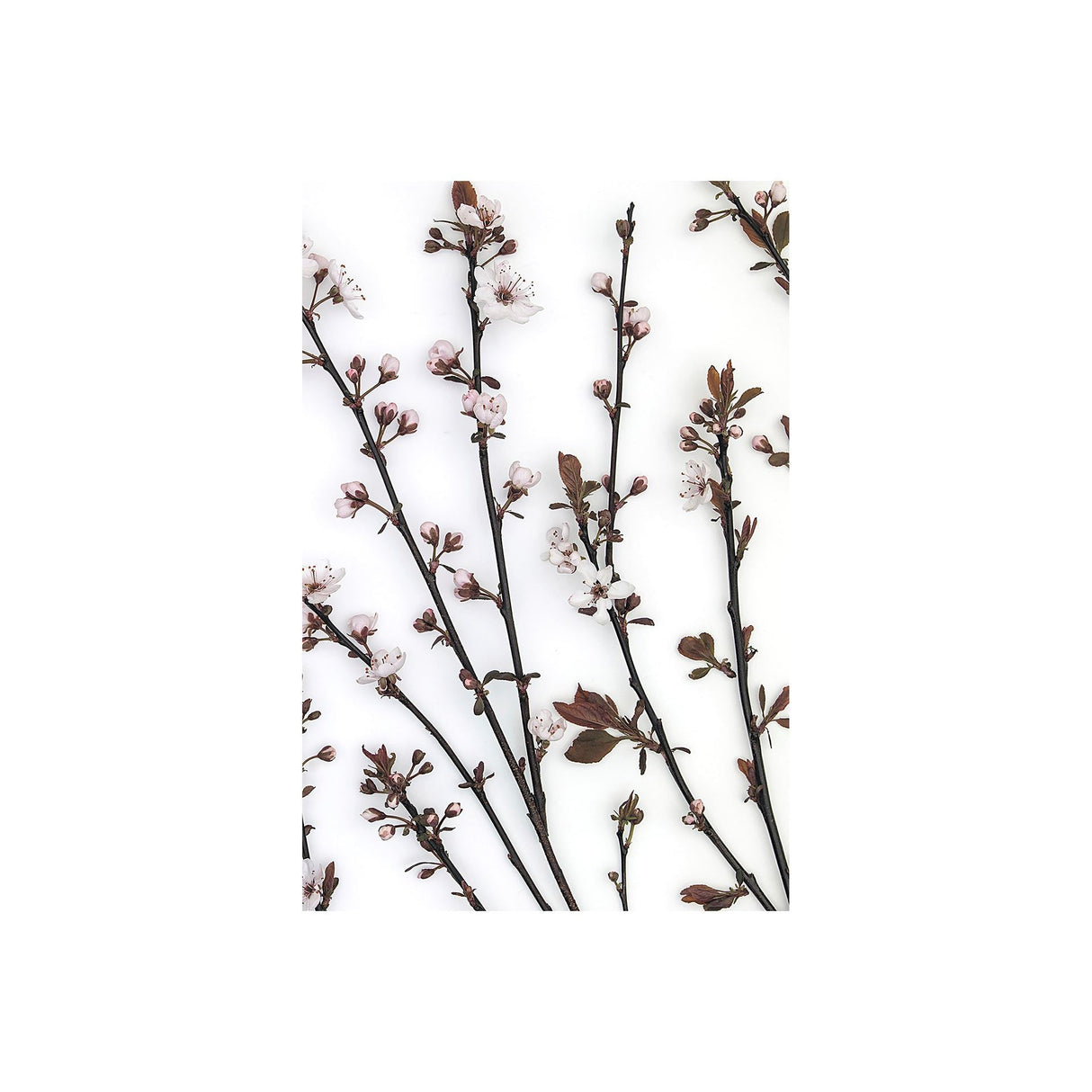 Budding Blossom by Frank Assaf a Hand Embellished Textured Canvas by Mercana at Eve Furniture