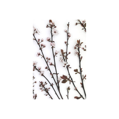 Budding Blossom by Frank Assaf a Hand Embellished Textured Canvas by Mercana at Eve Furniture