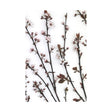 Budding Blossom by Frank Assaf a Hand Embellished Textured Canvas by Mercana at Eve Furniture