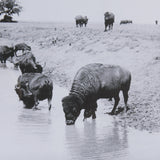 Buffalo Brook by Mercana Studio a Hand Embellished Textured Framed Art Photograph Matted under Glass by Mercana at Eve Furniture