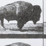 Buffalo Walking by Eadweard Muybridge Hand Embellished Textured Framed Art Print Matted under Glass by Mercana at Eve Furniture