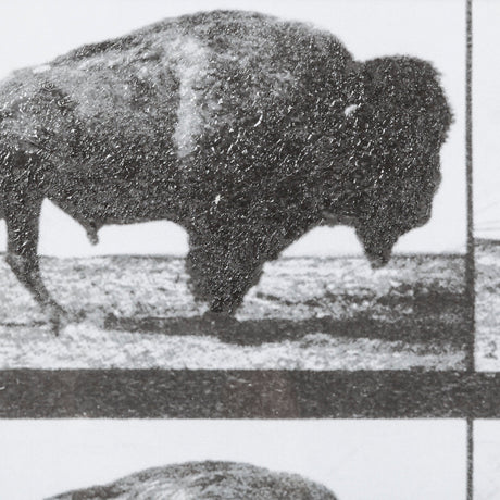 Buffalo Walking by Eadweard Muybridge Hand Embellished Textured Framed Art Print Matted under Glass by Mercana at Eve Furniture