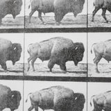 Buffalo Walking by Eadweard Muybridge Hand Embellished Textured Framed Art Print Matted under Glass by Mercana at Eve Furniture