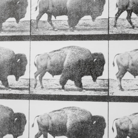 Buffalo Walking by Eadweard Muybridge Hand Embellished Textured Framed Art Print Matted under Glass by Mercana at Eve Furniture