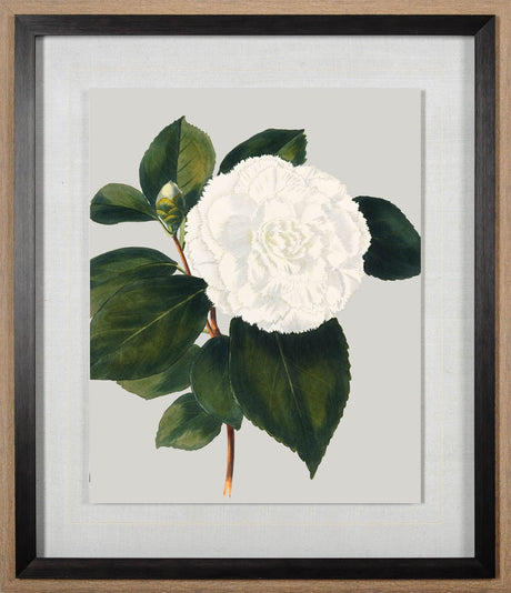 Camellia Japonica II by Vision Studio Hand Embellished Textured Framed Art Print Matted under Glass by Mercana at Eve Furniture