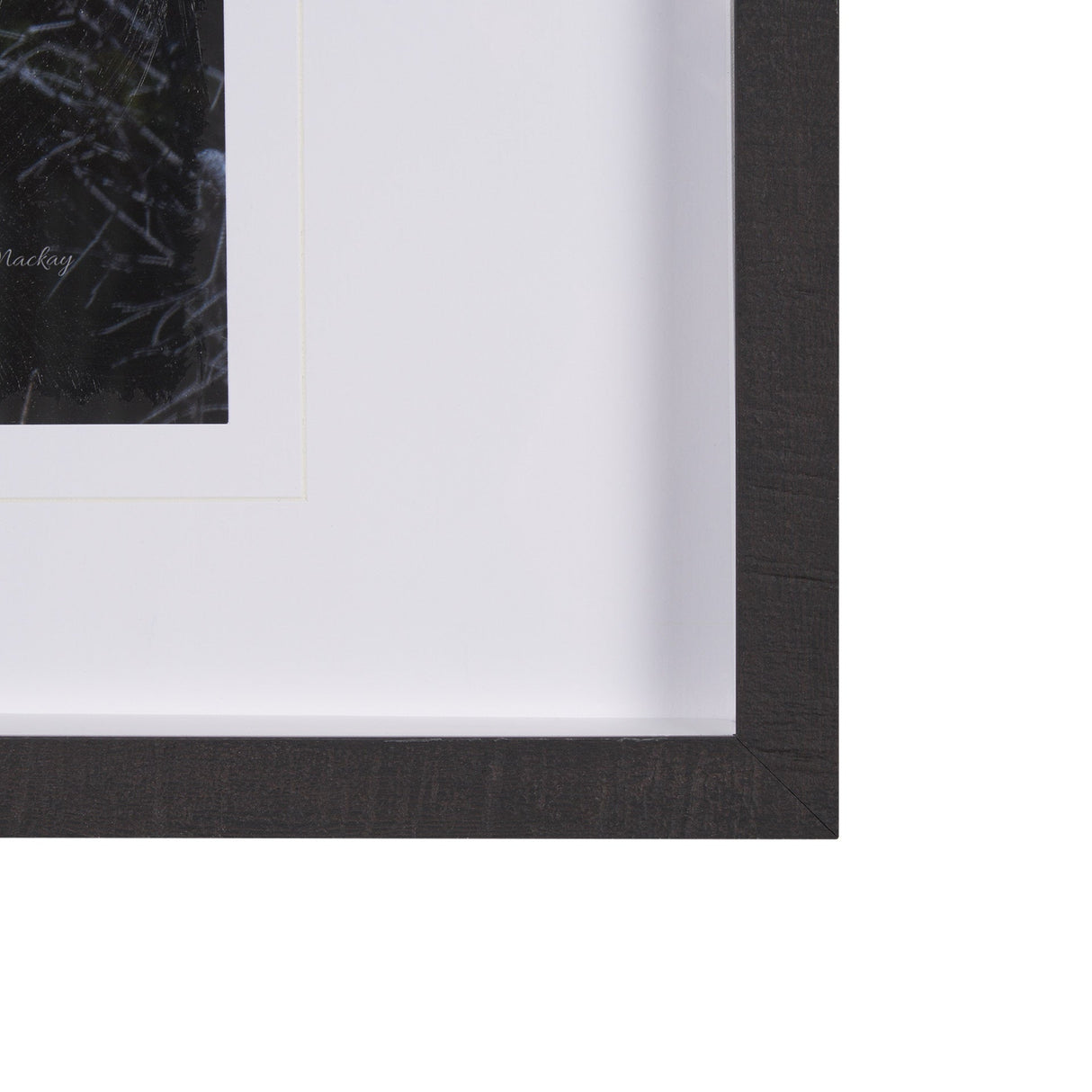 Cautious Gaze by Chad Mackay a Hand Embellished Framed Photo Art Print Matted under Glass by Mercana at Eve Furniture