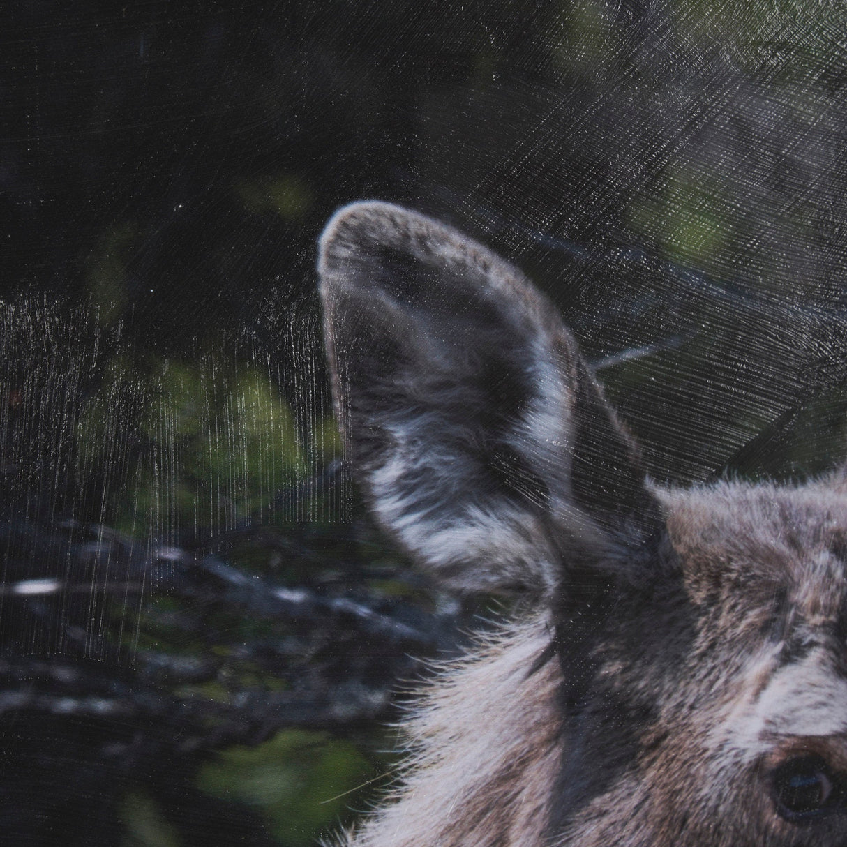 Cautious Gaze by Chad Mackay a Hand Embellished Framed Photo Art Print Matted under Glass by Mercana at Eve Furniture